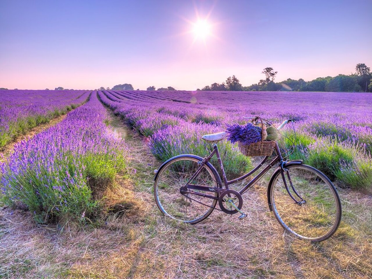 Bicycle with flowers in a Lavender field Poster Print by Assaf Frank # AF20130708162X